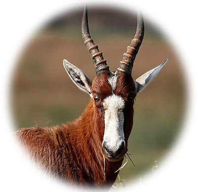 Blesbok