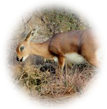 Duiker