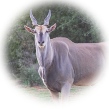 Eland