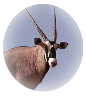 Oryx