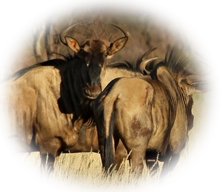 Gnu