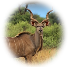 Kudu