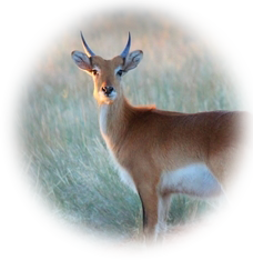 Lechwe