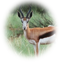 Springbok