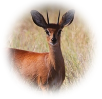 Steenbok