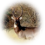 Waterbuck